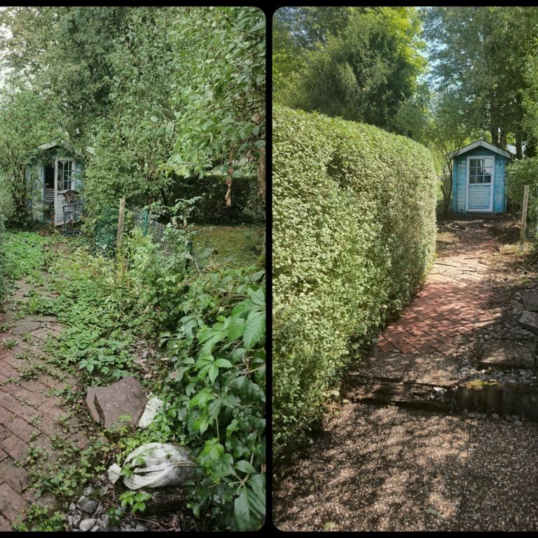 gruenschnitt-gartenpflege-reutlingen.jpg_1 Vorher-Nachher Gartenpflege in Reutlingen und Umgebung. Professioneller Rückschritt und Formschnitt, Unkraut Entfernung, Hochdruck Reinigung